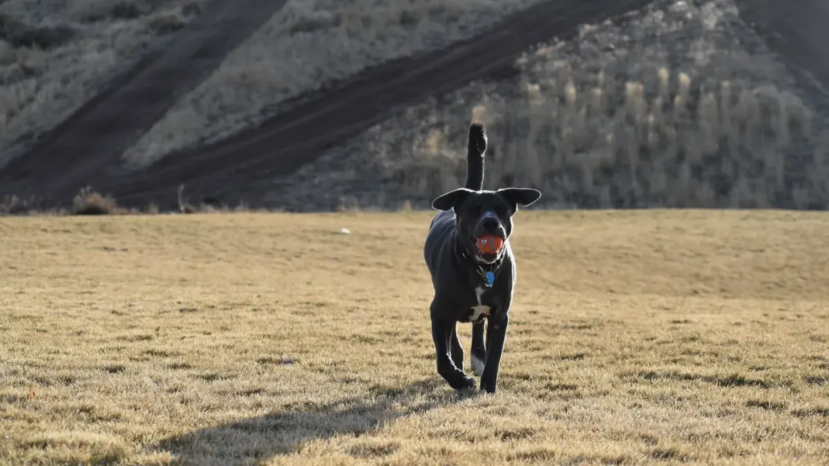 Dog playing with a ball