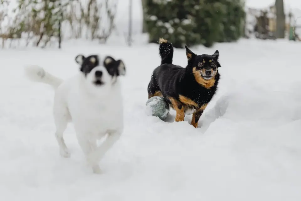 Dog playing with a ball