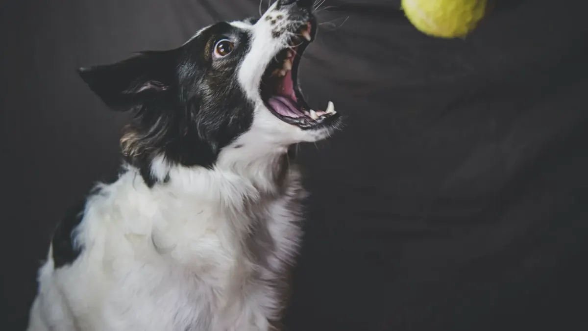 Dog playing with a ball