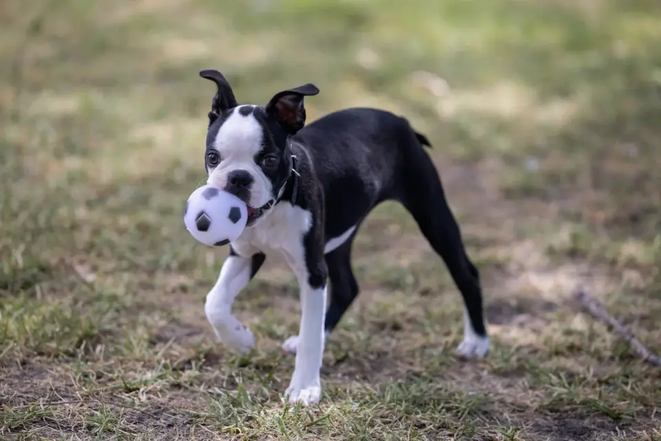 Dog playing with a rope toy
