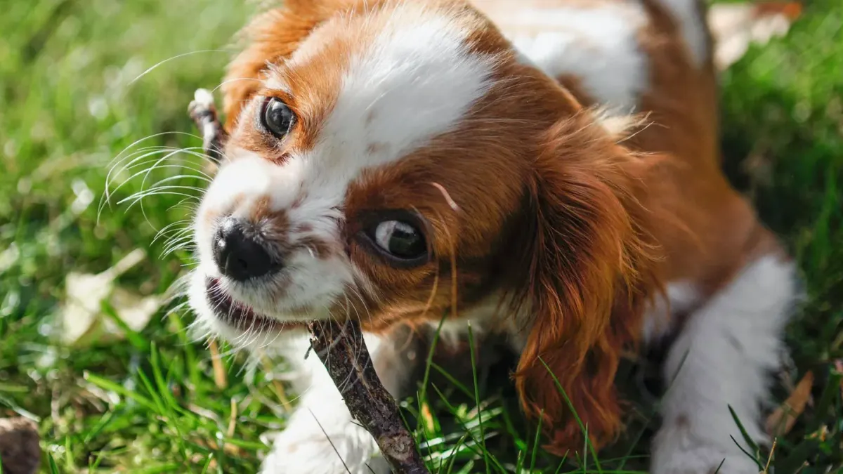 Dog playing with a rope toy