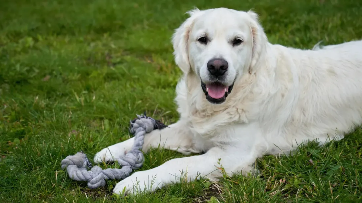 Dog playing with a rope toy