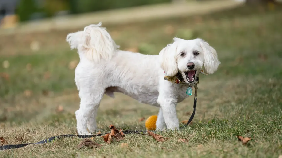 Dog playing with a rope toy