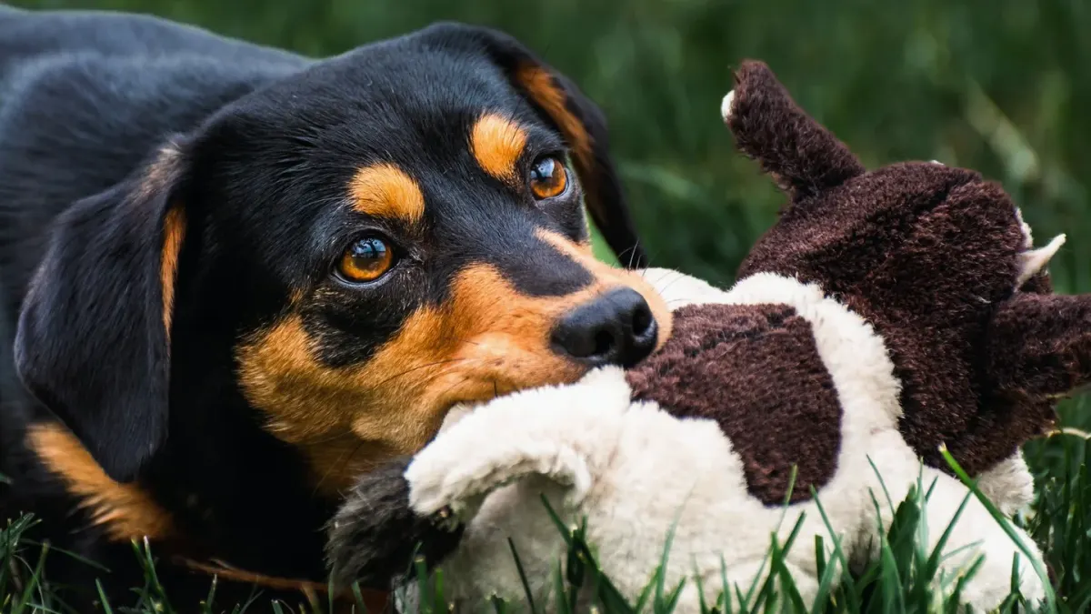 Dog playing with a rope toy