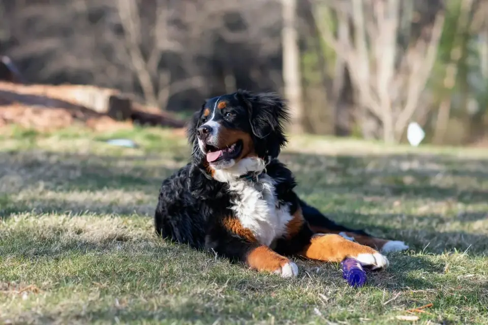 Dog playing with a rope toy