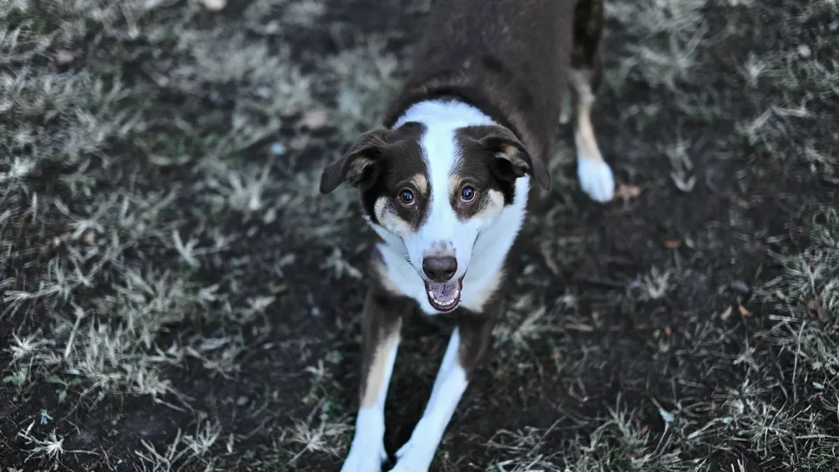Dog playing with a rope toy