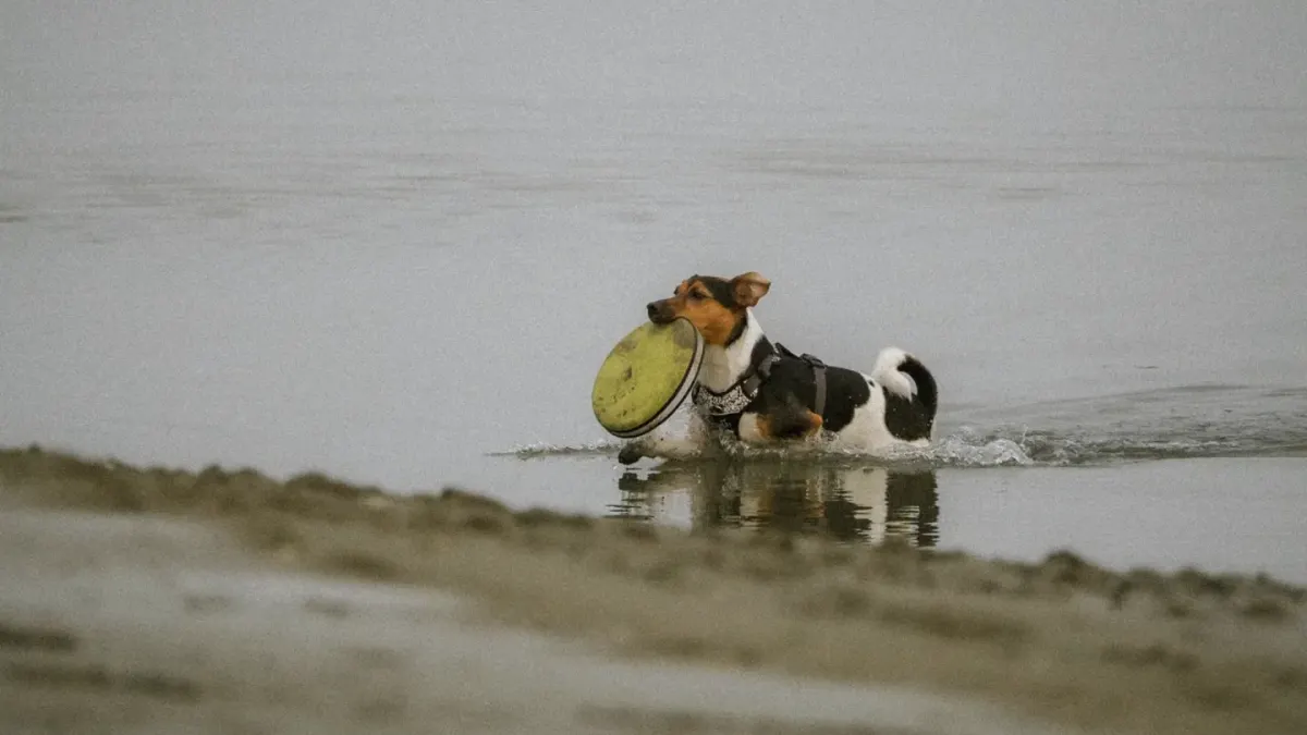 Dog playing with a rope toy