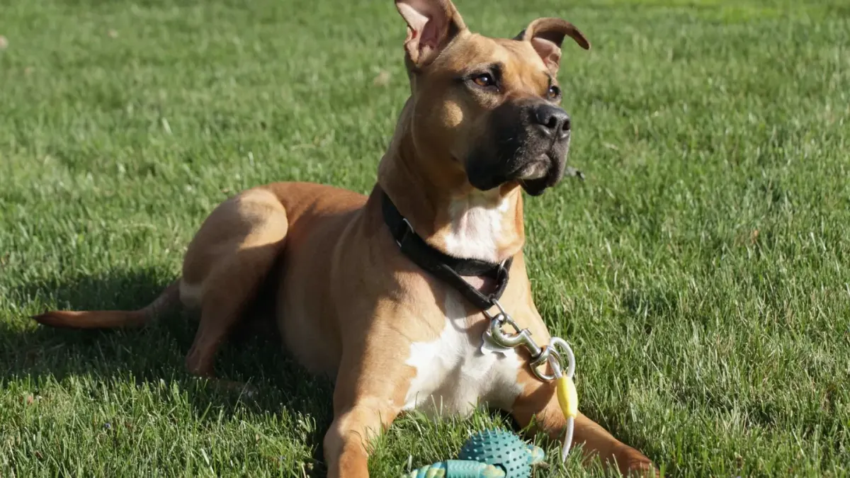 Dog playing with a rope toy