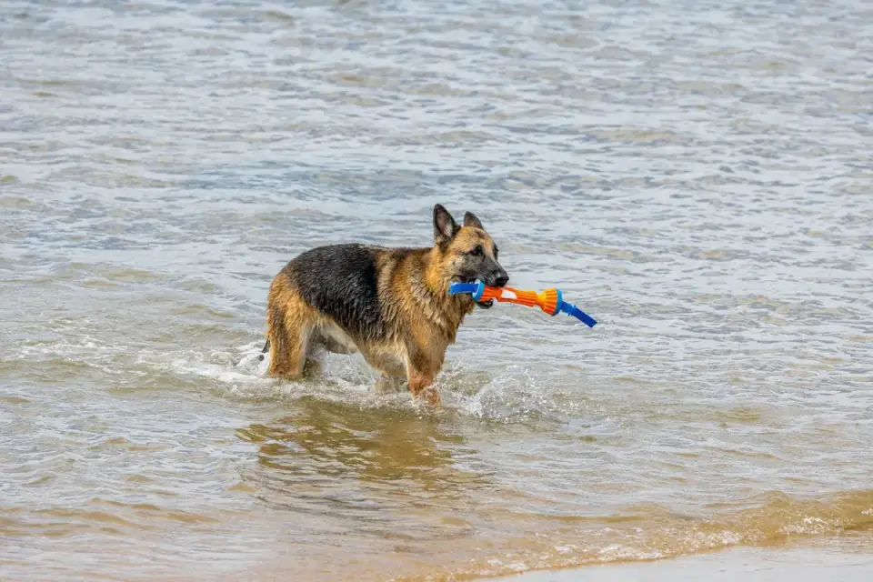 Dog playing with a rope toy