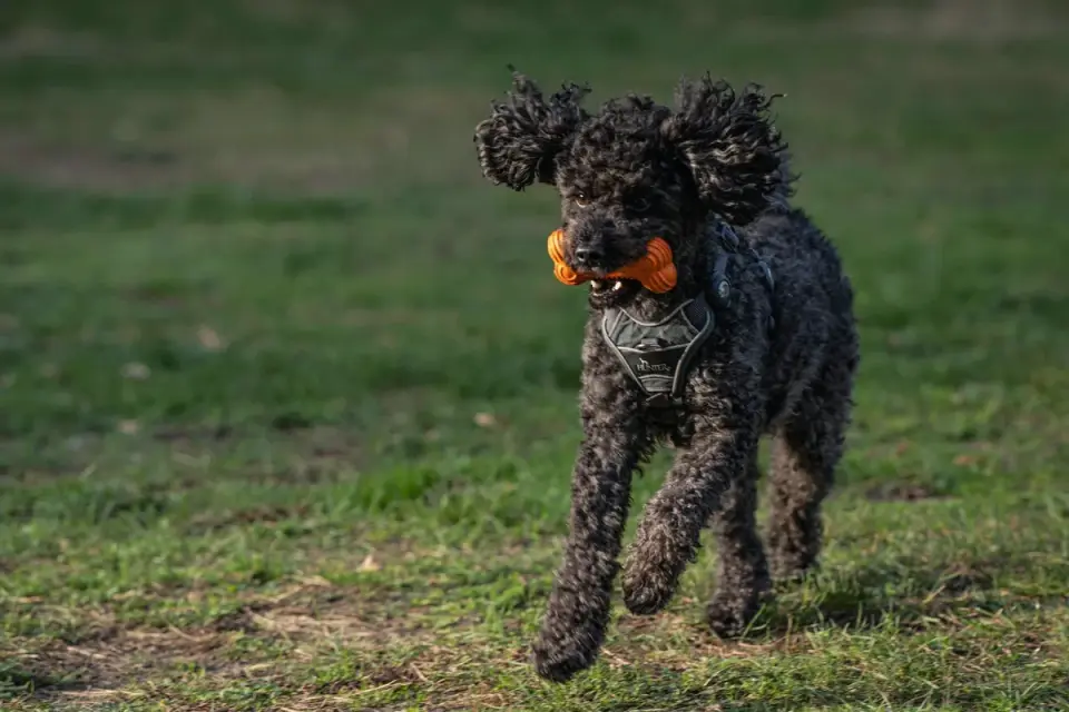 Dog playing with a rope toy