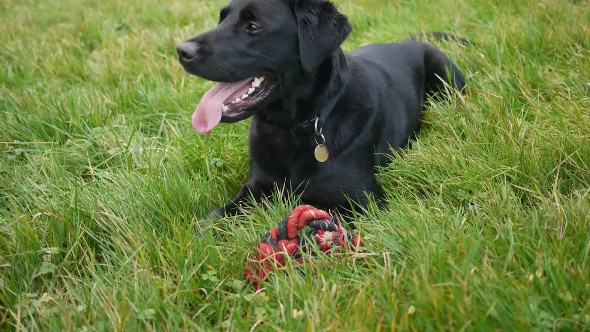 Dog playing with a rope toy