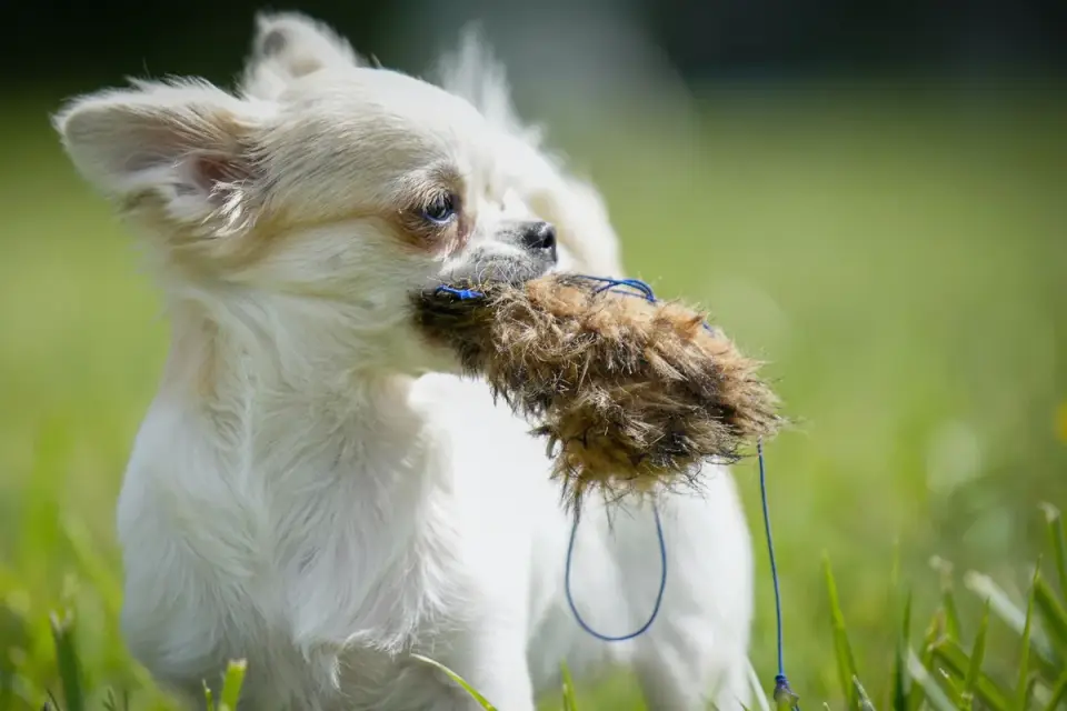 Dog playing with a rope toy