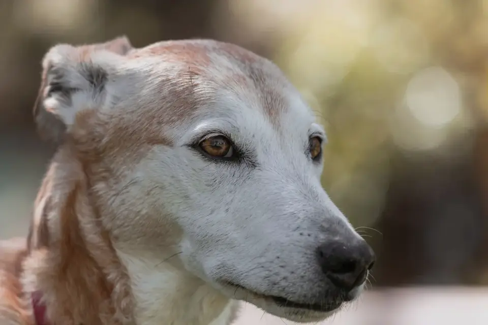 Dog portrait