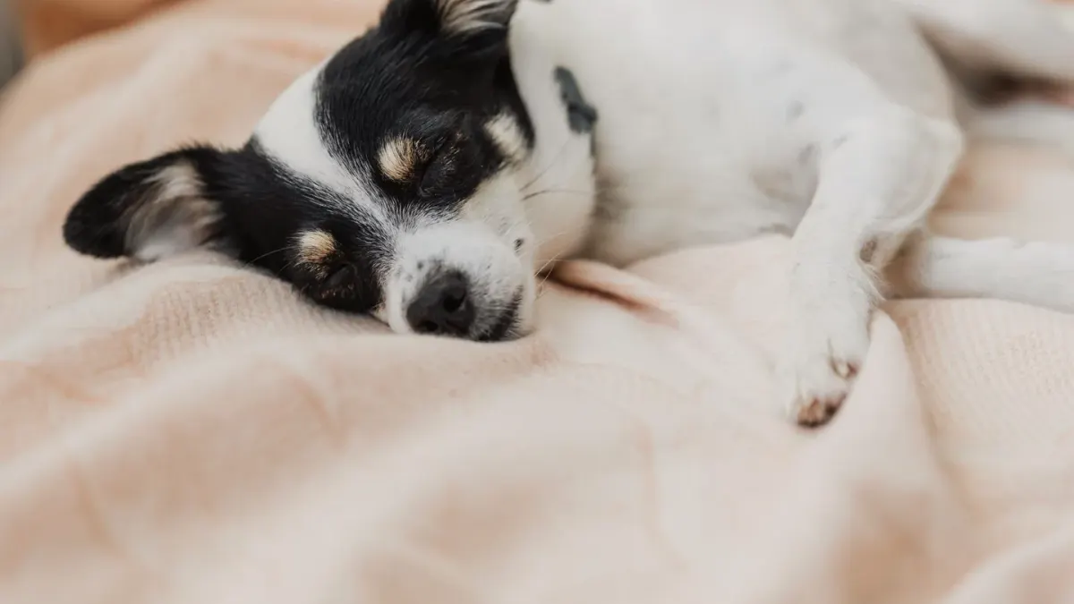Dog resting after a walk