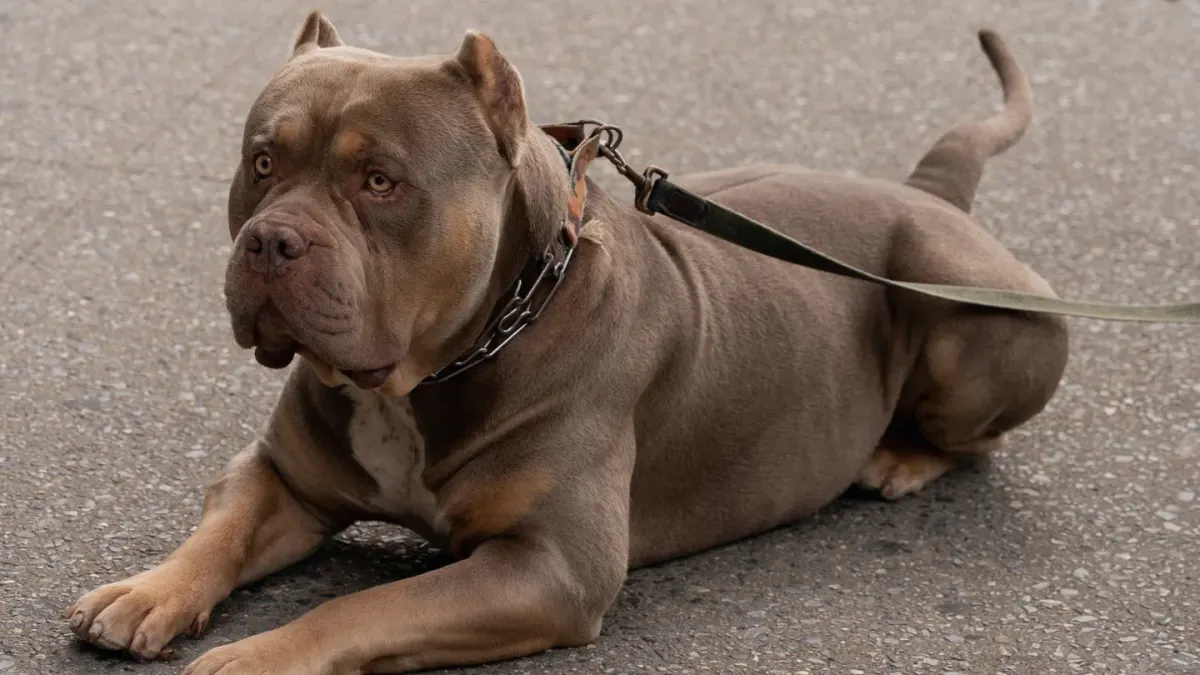 Dog resting after a walk