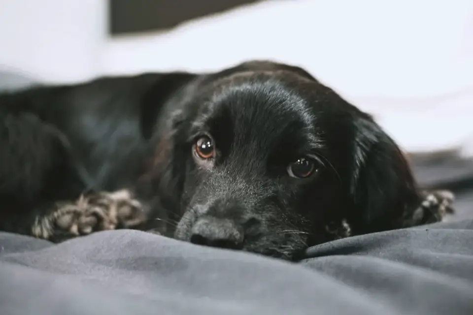 Dog resting after a walk