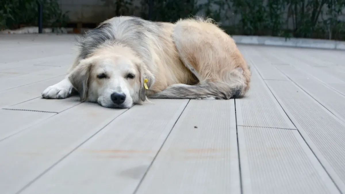 Dog resting after a walk