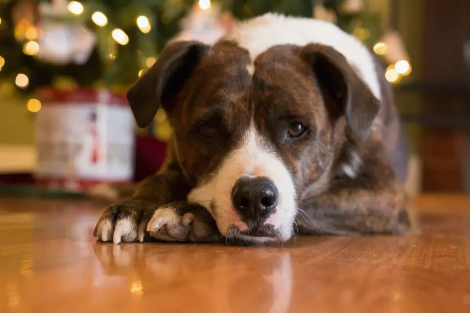 Dog resting at home