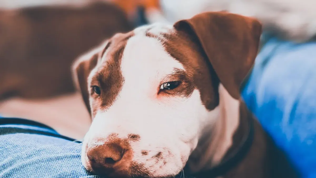 Dog resting at home