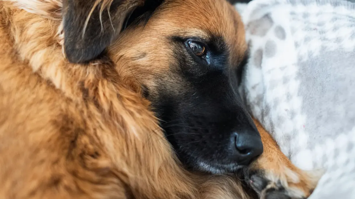 Dog resting at home
