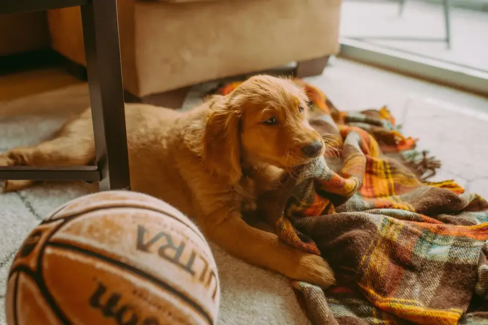 Dog resting at home