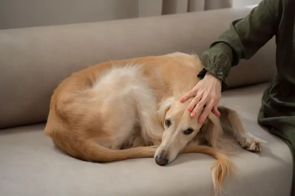 Dog resting beside an owner
