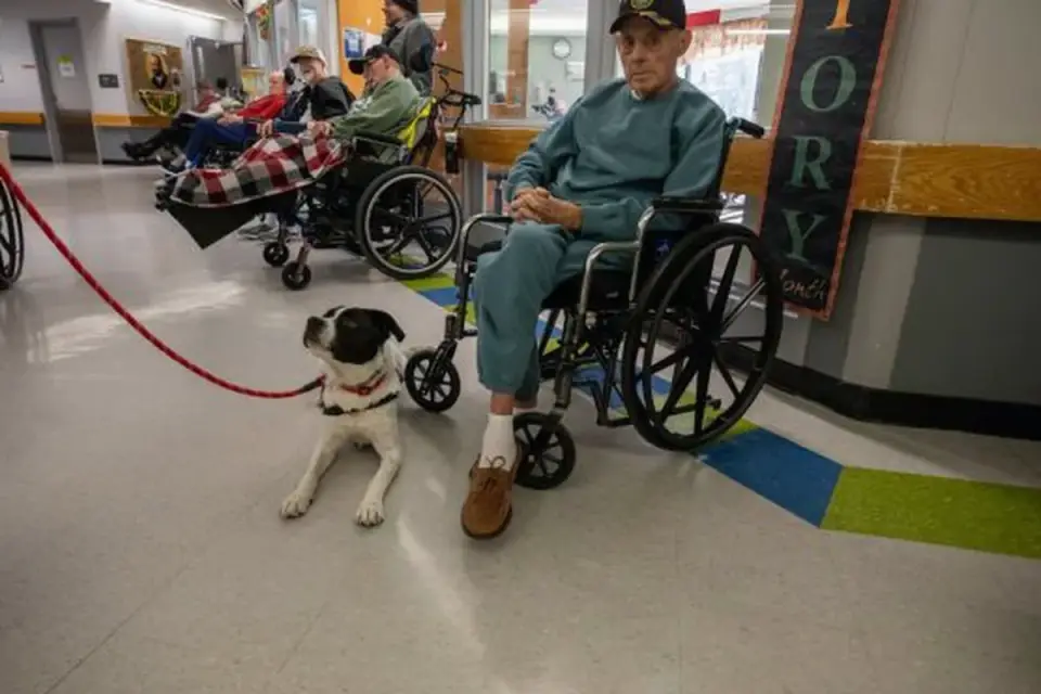 Dog resting beside an owner