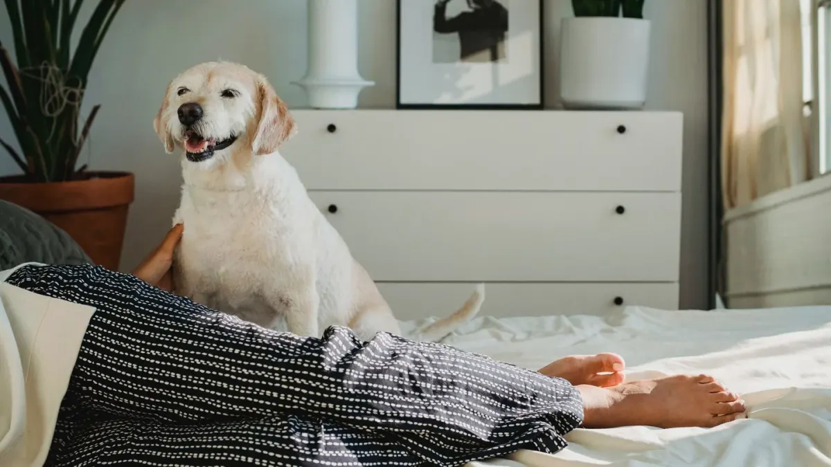 Dog resting beside an owner