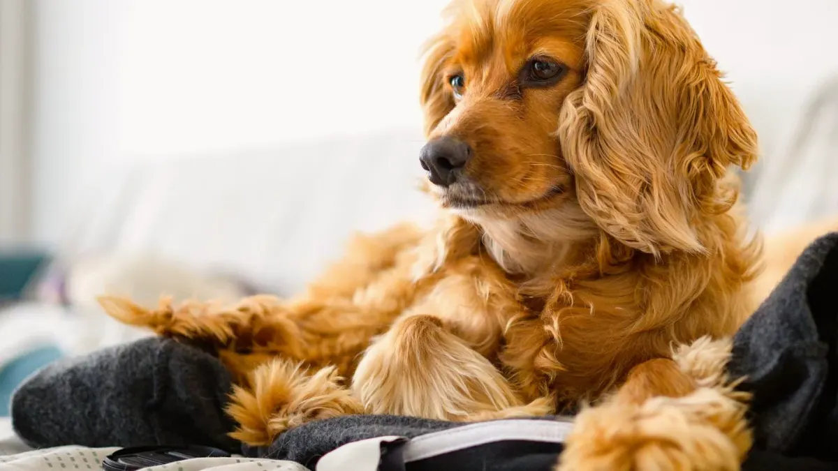 Dog resting beside an owner