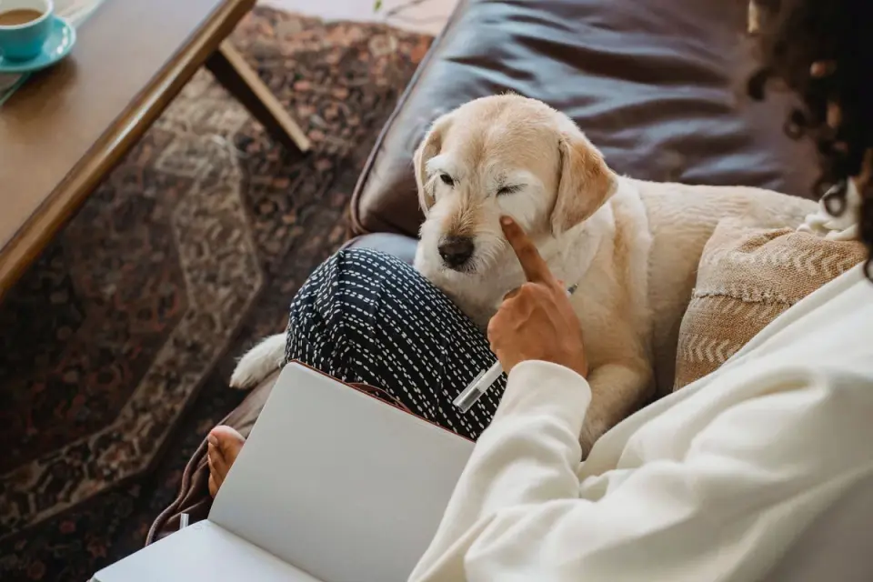 Dog resting beside an owner