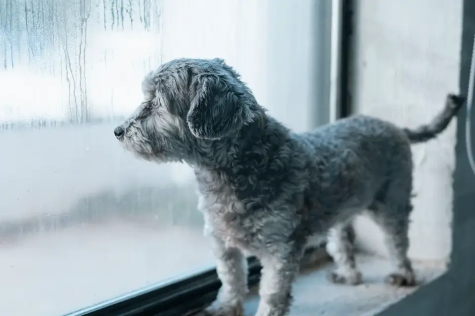 Dog resting by a window