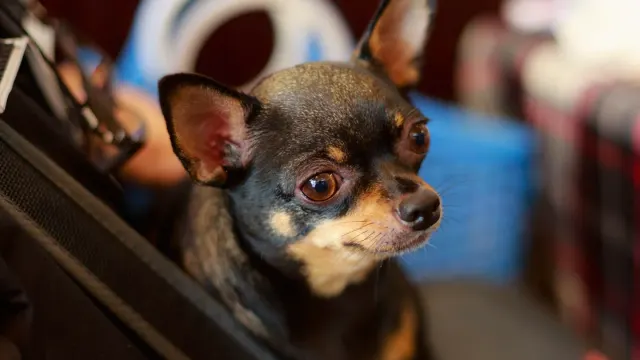 Dog resting during travel