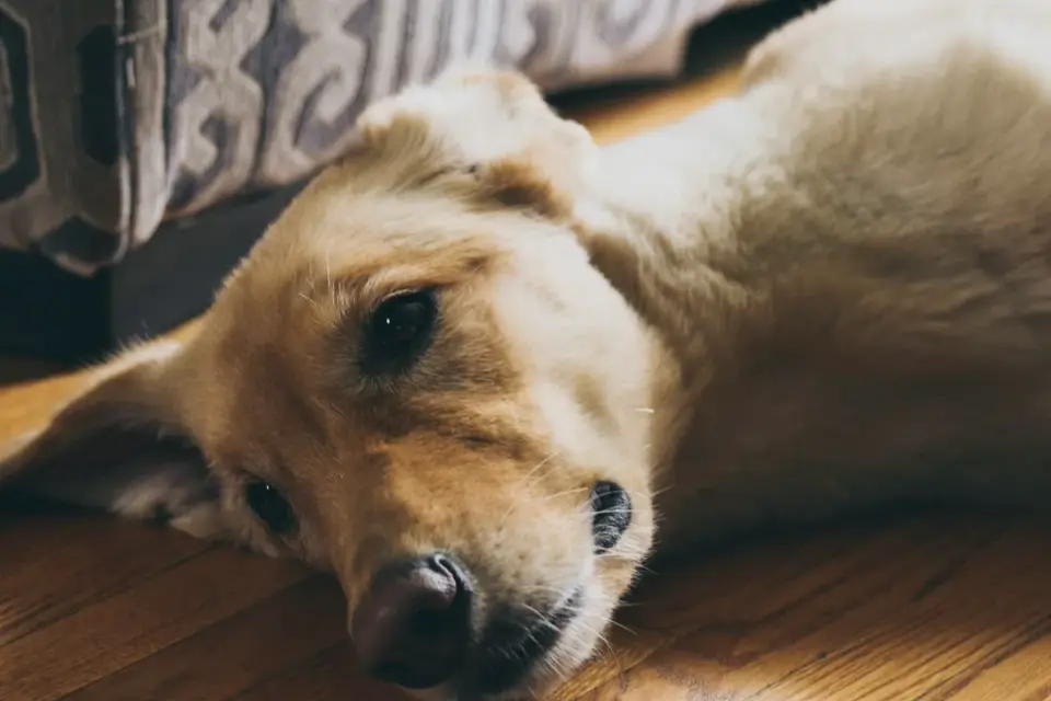 Dog resting during travel