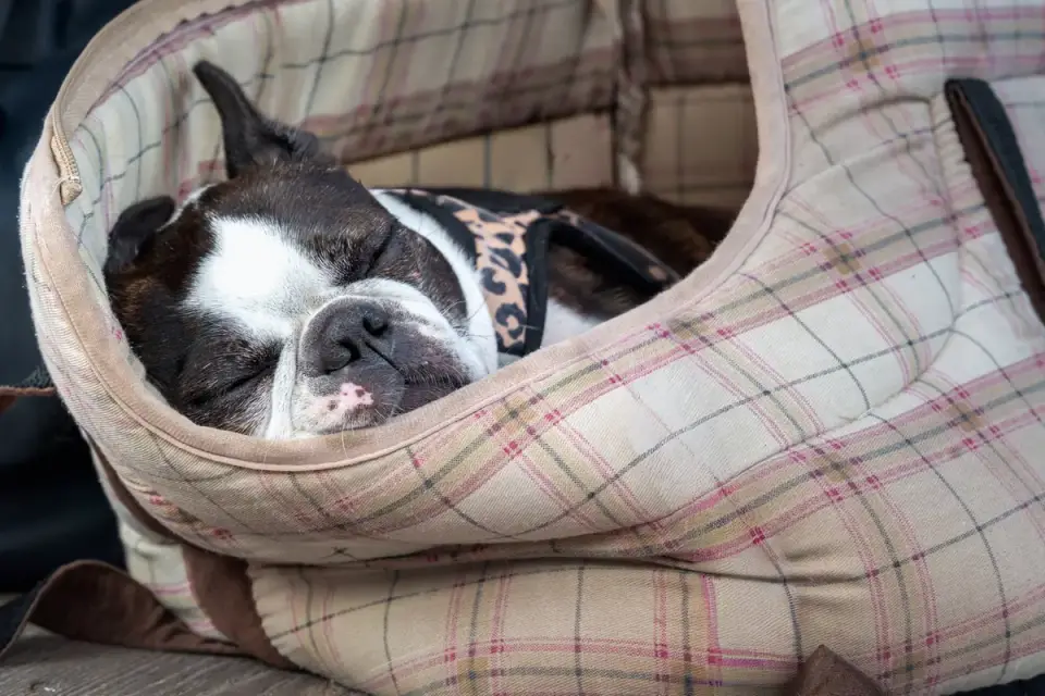 Dog resting during travel