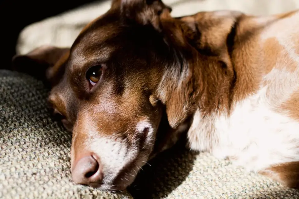 Dog resting during travel