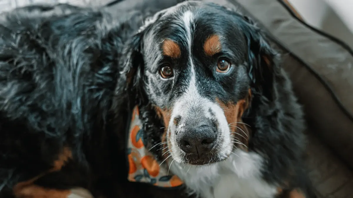 Dog resting in a bed