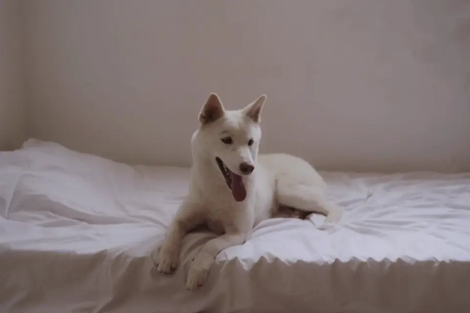 Dog resting in a bed