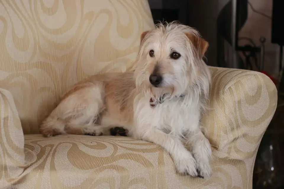 Dog resting on a sofa