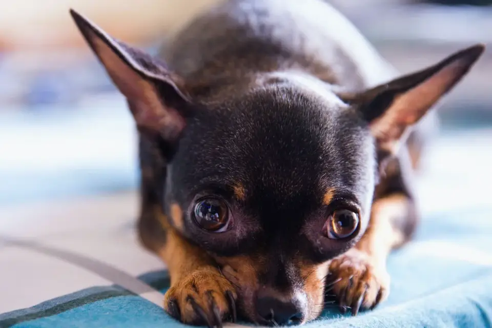 Dog resting travel carrier home