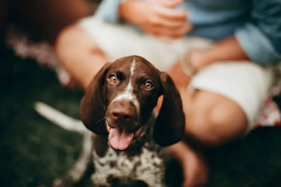 Dog sitting beside an owner