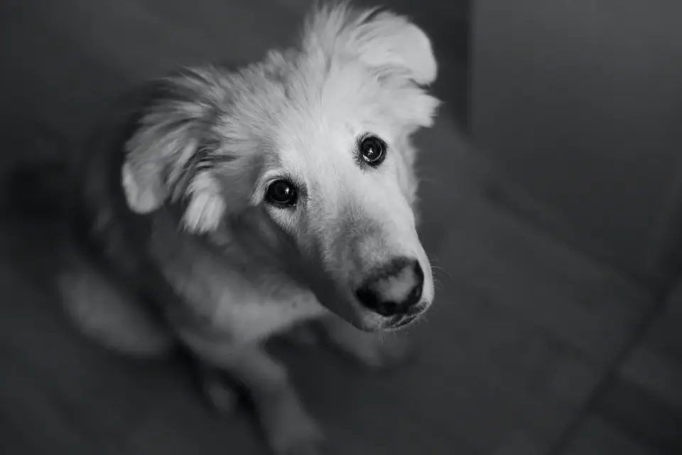Dog sitting on a kitchen floor