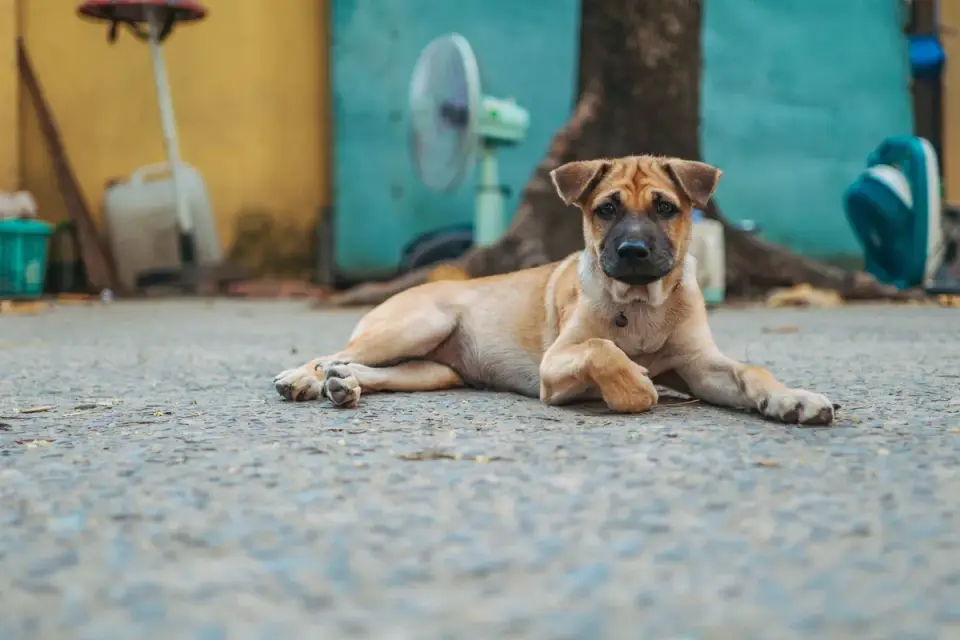 Dog sitting on a kitchen floor