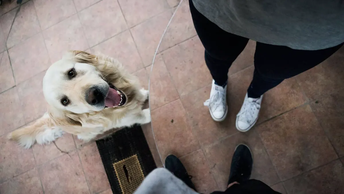 Dog sitting on a kitchen floor