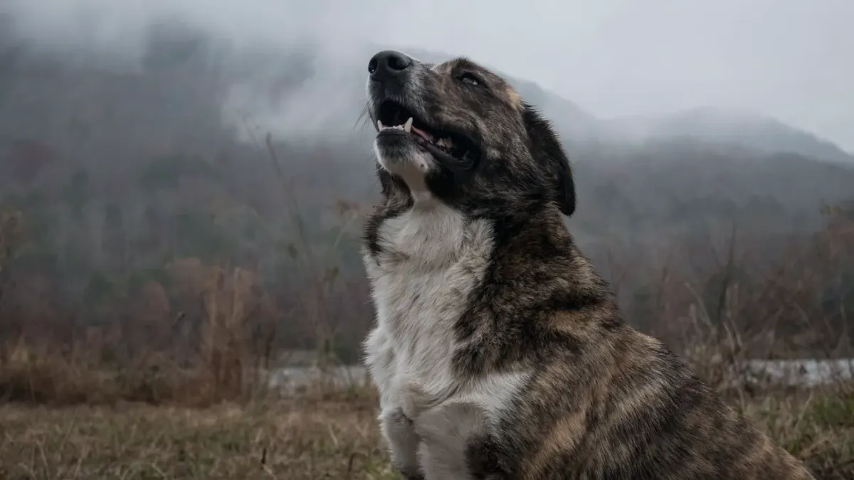Dog sitting with an owner