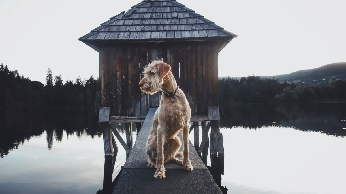 Dog sitting with an owner