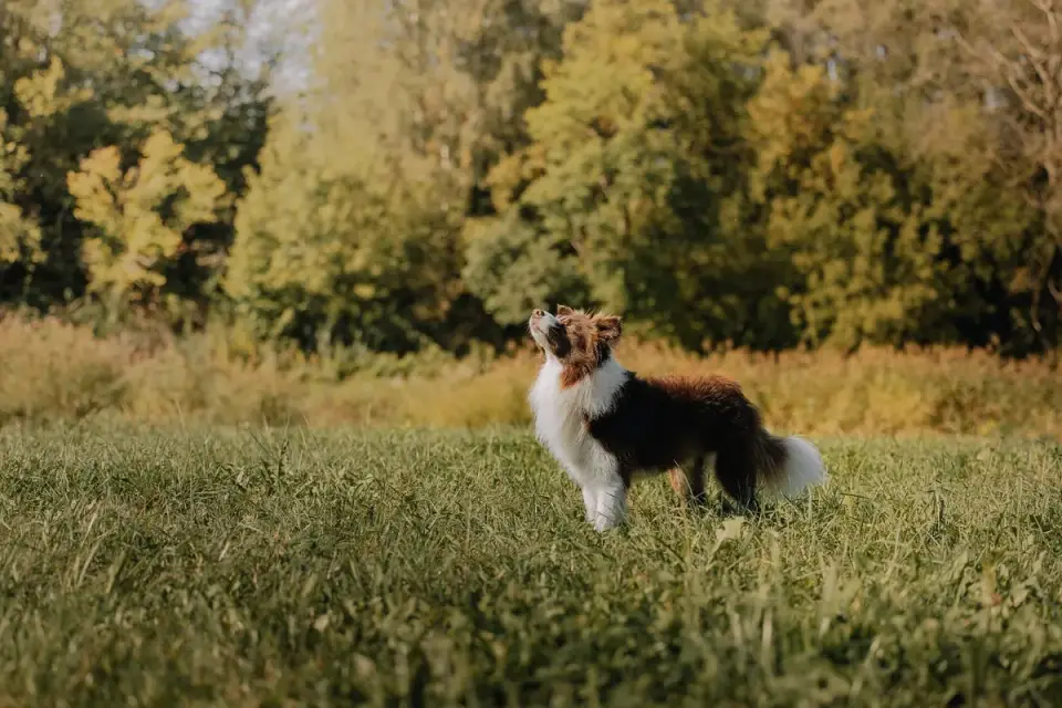 Dog sitting with an owner