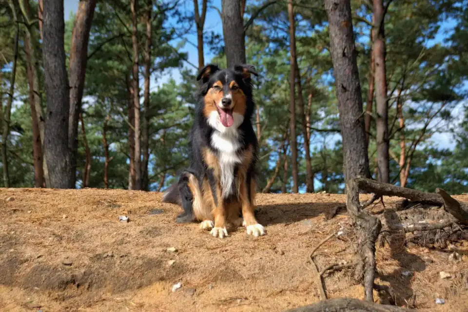 Dog sitting with an owner