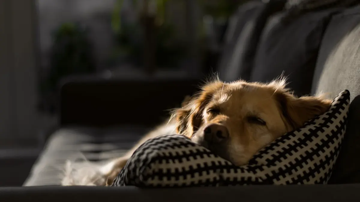 Dog sleeping at home