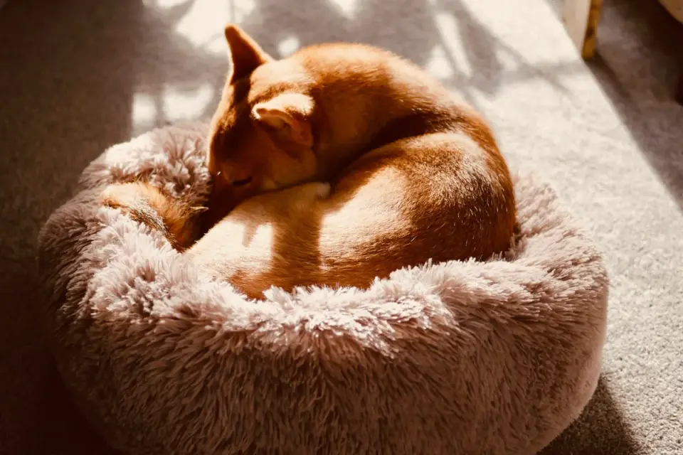 Dog sleeping at home