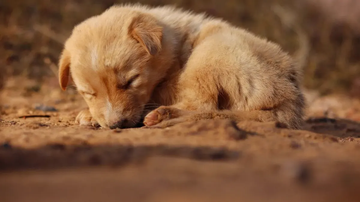 Dog sleeping at home